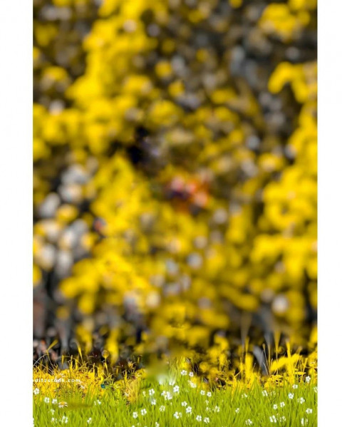 Yellow PicsArt HD CB Editing Background Download