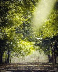 Download CB Background HD Free Forest Images NEw | OyePhoto