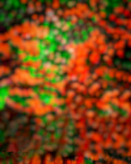 Nature Blur Background HD Download For CB Photoshop Editing | OyePhoto