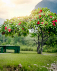 Nature Forest Tree Photo Editing Colorful Background | OyePhoto