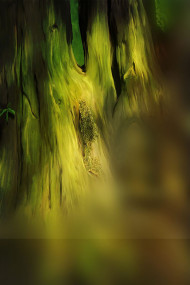 Green Tree Studio Editing Background Download Photo | OyePhoto
