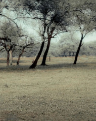 New Creative Tree Photoshop Wallpaper Editor Background HD | OyePhoto