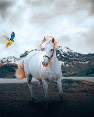 White Horse New Picsart HD Background Download